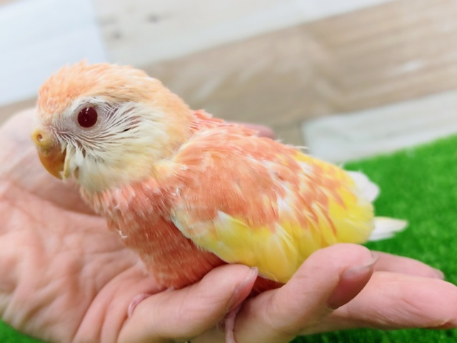 アキクサインコ（秋草インコ）