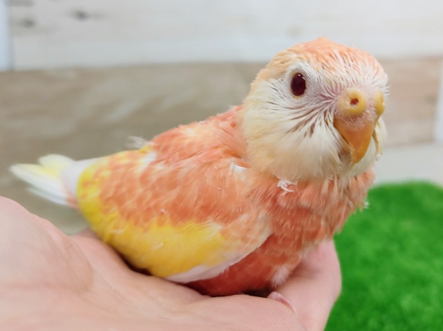 アキクサインコ（秋草インコ）