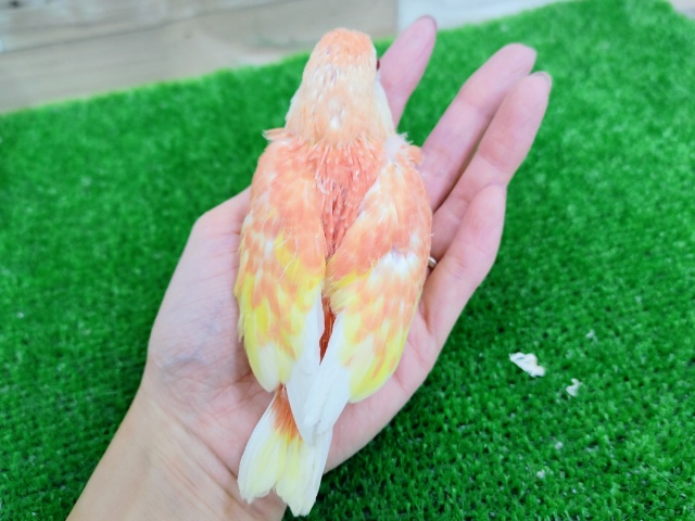 アキクサインコ（秋草インコ）
