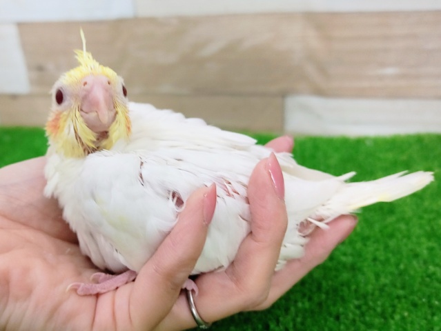 オカメインコ