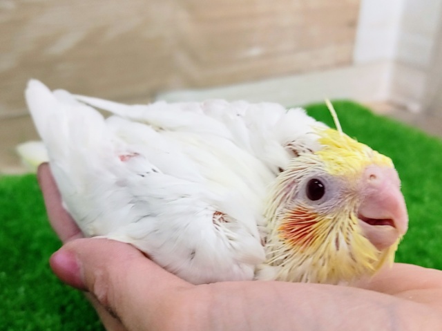 オカメインコ
