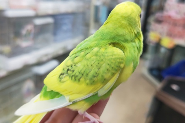 セキセイインコ