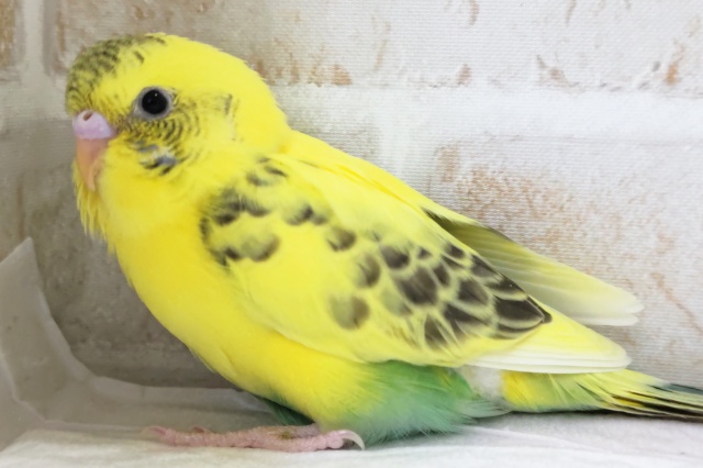 セキセイインコ