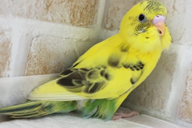 セキセイインコ