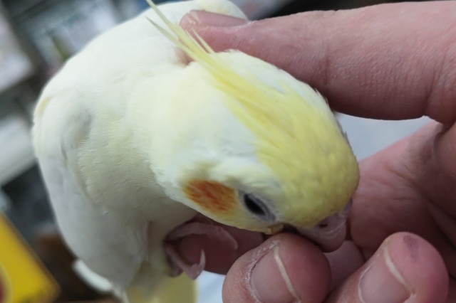 オカメインコ