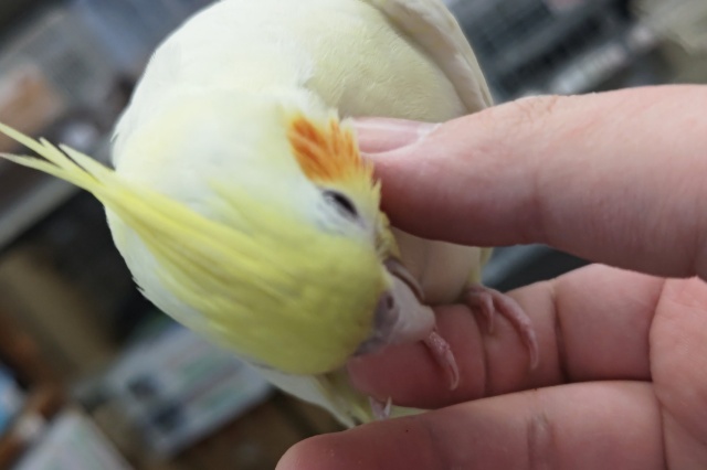 オカメインコ