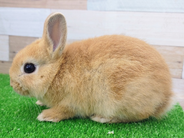 ネザーランドドワーフ