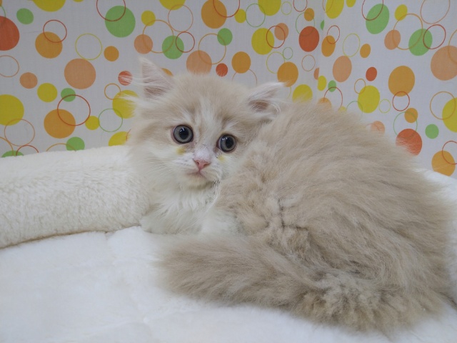 大人気!優しいカラーのラガマフィン君来ましたよ😃 ラガマフィン