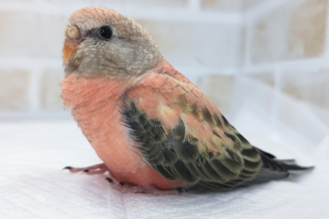 アキクサインコ（秋草インコ）