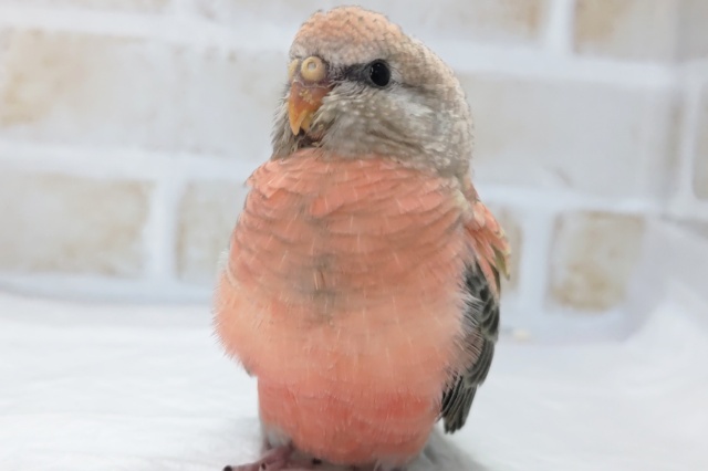 アキクサインコ（秋草インコ）