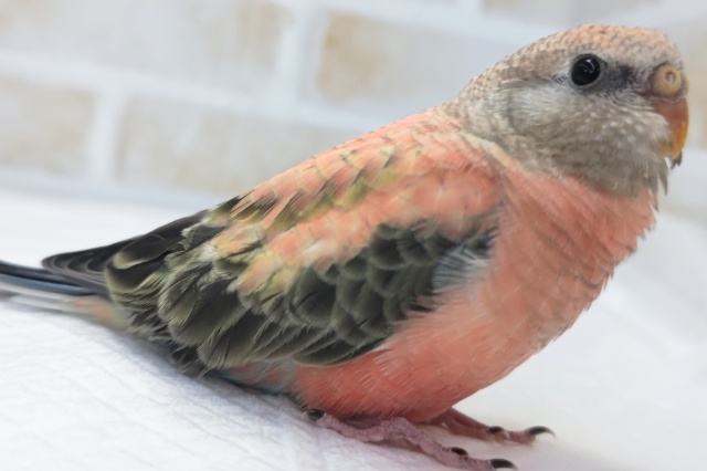 アキクサインコ（秋草インコ）