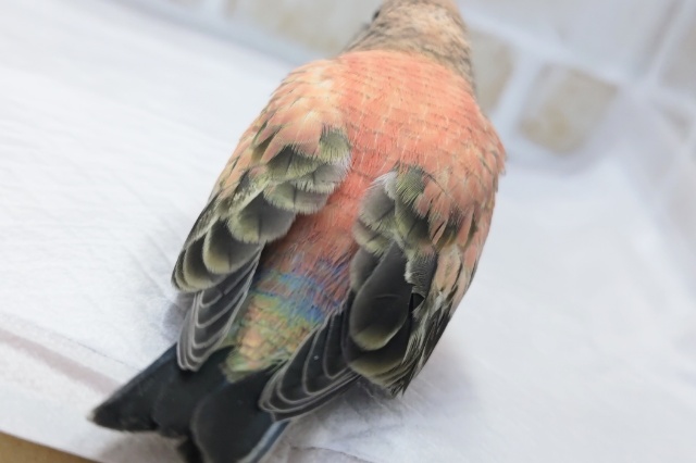 アキクサインコ（秋草インコ）