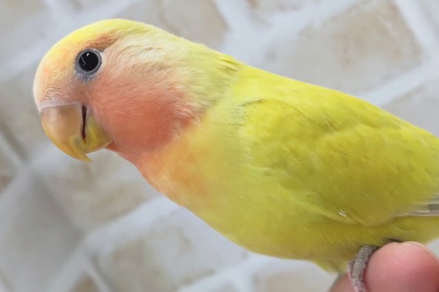 コザクラインコ（小桜インコ）