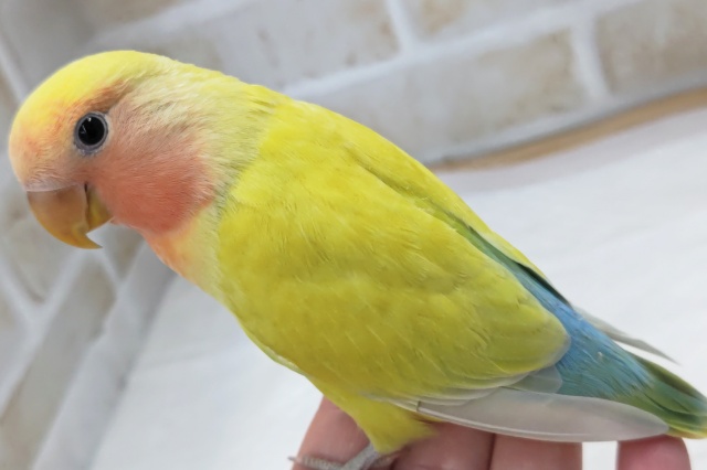 コザクラインコ（小桜インコ）