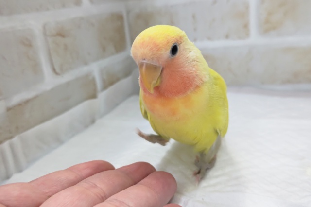 コザクラインコ（小桜インコ）