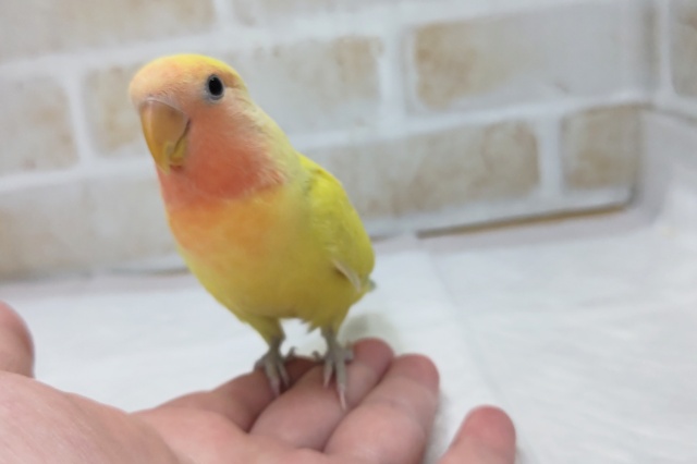 コザクラインコ（小桜インコ）
