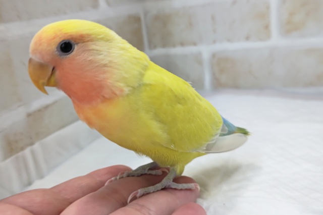 コザクラインコ（小桜インコ）
