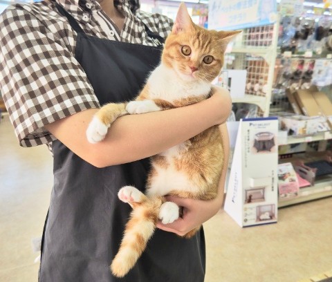 スコティッシュフォールド