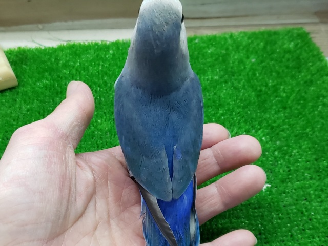 コザクラインコ（小桜インコ）