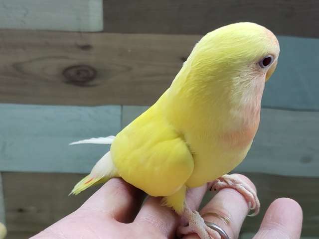 コザクラインコ（小桜インコ）