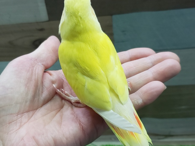 コザクラインコ（小桜インコ）