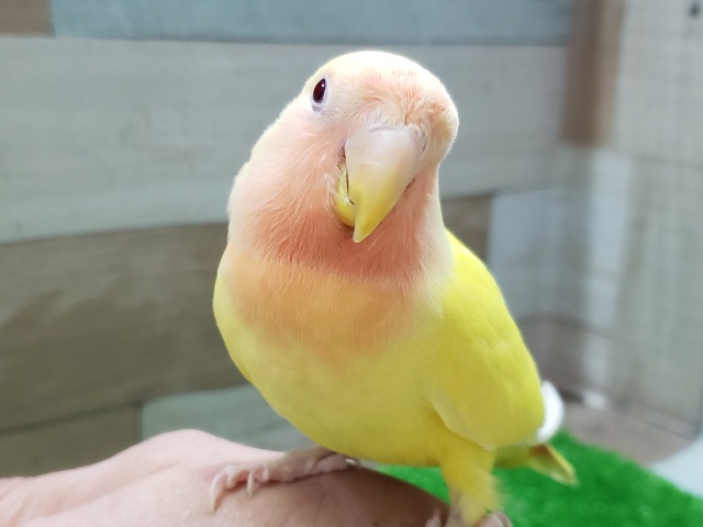 コザクラインコ（小桜インコ）