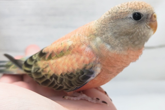 アキクサインコ（秋草インコ）