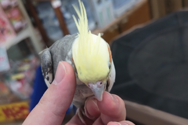 オカメインコ