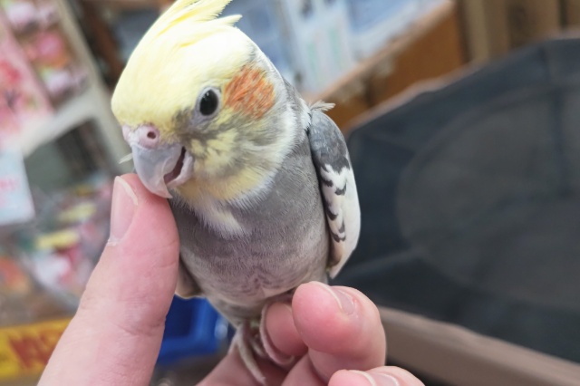 オカメインコ