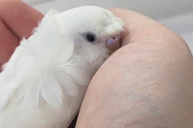 羽衣セキセイインコ