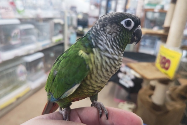 ホオミドリウロコインコ