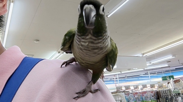 ホオミドリウロコインコ