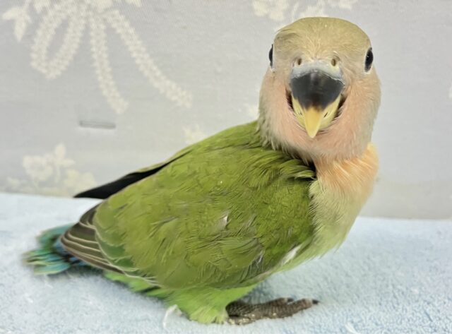 コザクラインコ（小桜インコ）