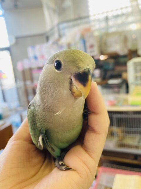 コザクラインコ（小桜インコ）