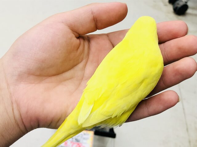 セキセイインコ
