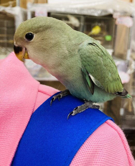 コザクラインコ（小桜インコ）