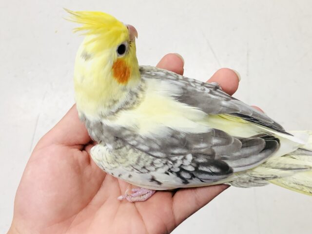 オカメインコ