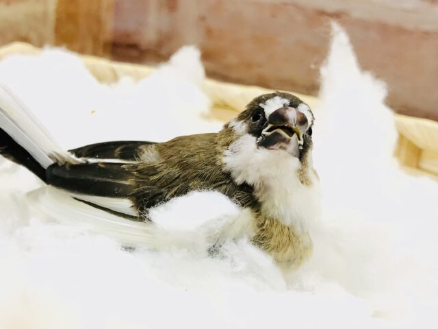 十姉妹（ジュウシマツ）