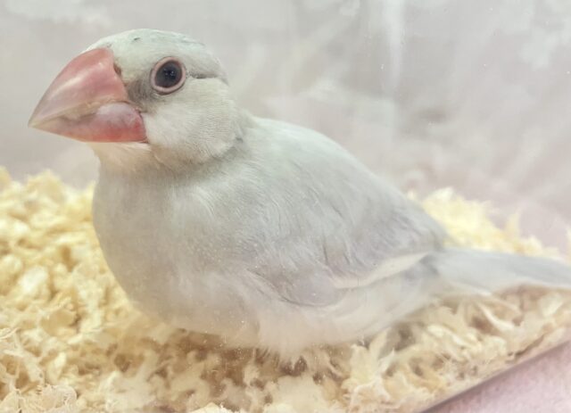 ❣️最新画像❣️凛々しいお顔!?シルバー文鳥 2023年9月生まれ シルバー文鳥