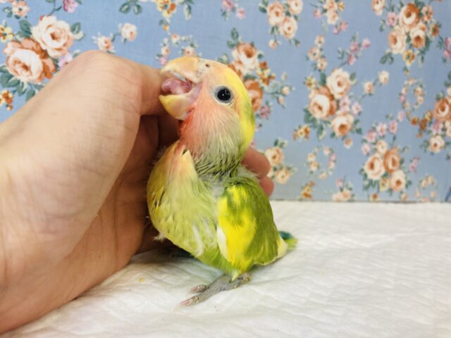 コザクラインコ（小桜インコ）
