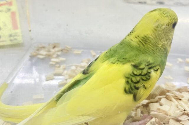 ❣️最新画像❣️おきゃわな黄色💛 セキセイインコ パイド(2023年 10月生まれ) セキセイインコ