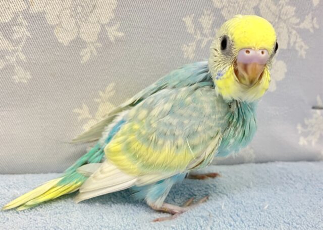 セキセイインコ