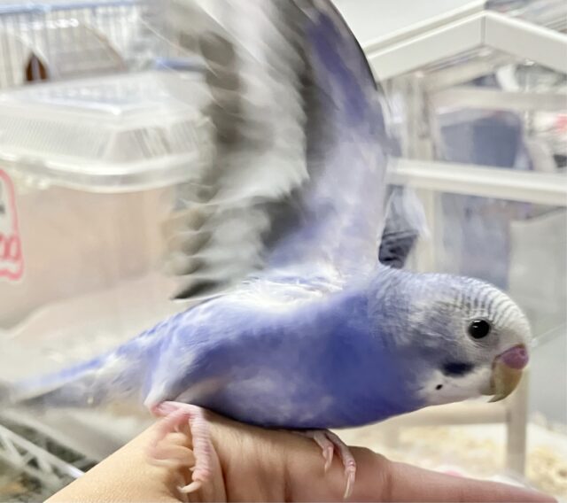 セキセイインコ