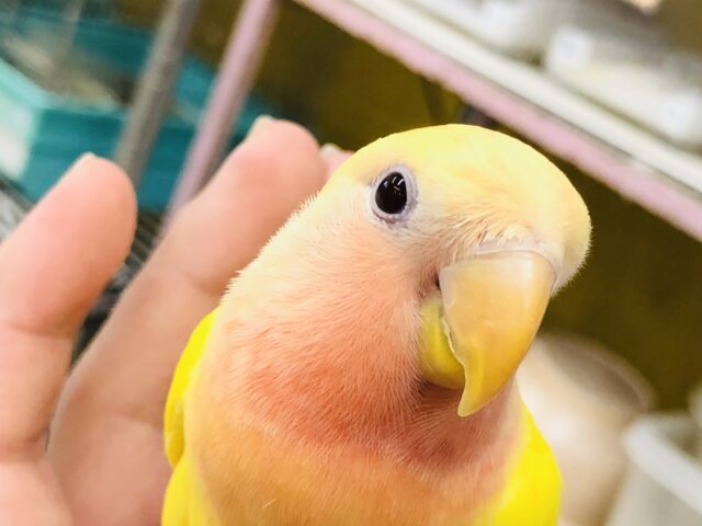 コザクラインコ（小桜インコ）
