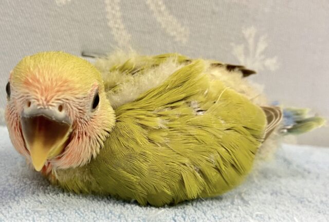 コザクラインコ（小桜インコ）