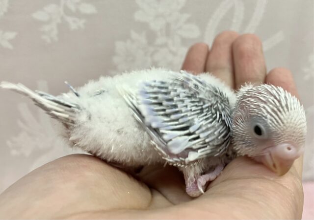 ✨️最新画像✨️きゃわたん🤍セキセイインコ (ライラック)2023年10月生まれ セキセイインコ
