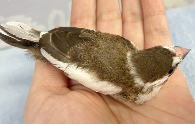 十姉妹（ジュウシマツ）