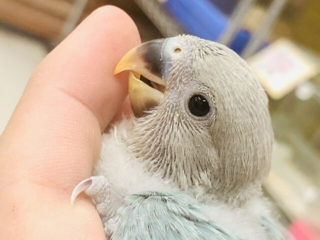 コザクラインコ（小桜インコ）