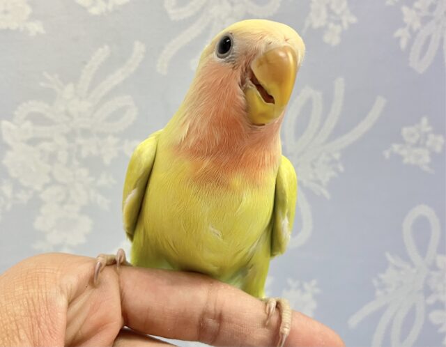 コザクラインコ（小桜インコ）