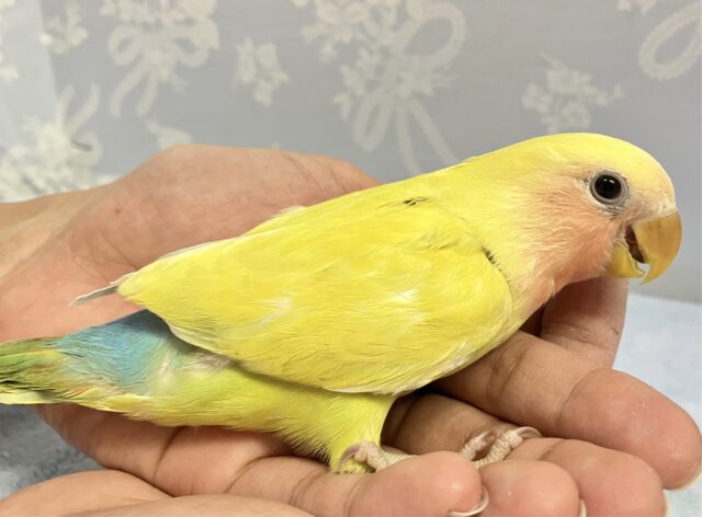 コザクラインコ（小桜インコ）